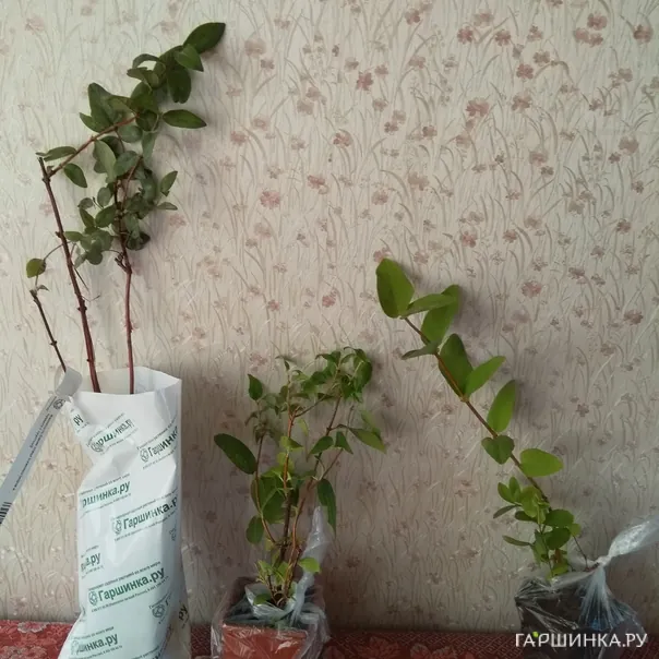 превью изображения отзыва