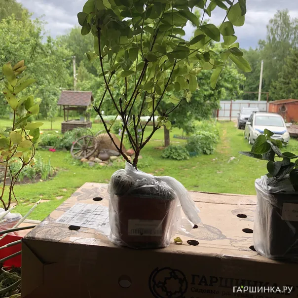 превью изображения отзыва