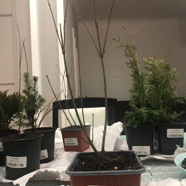 превью изображения отзыва