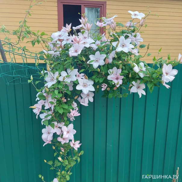 превью изображения отзыва