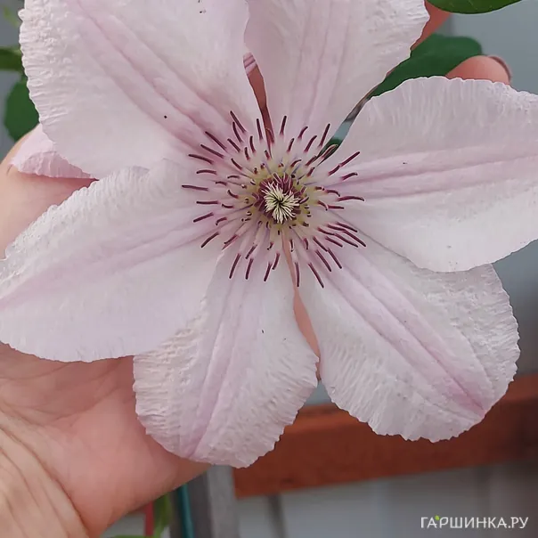 превью изображения отзыва