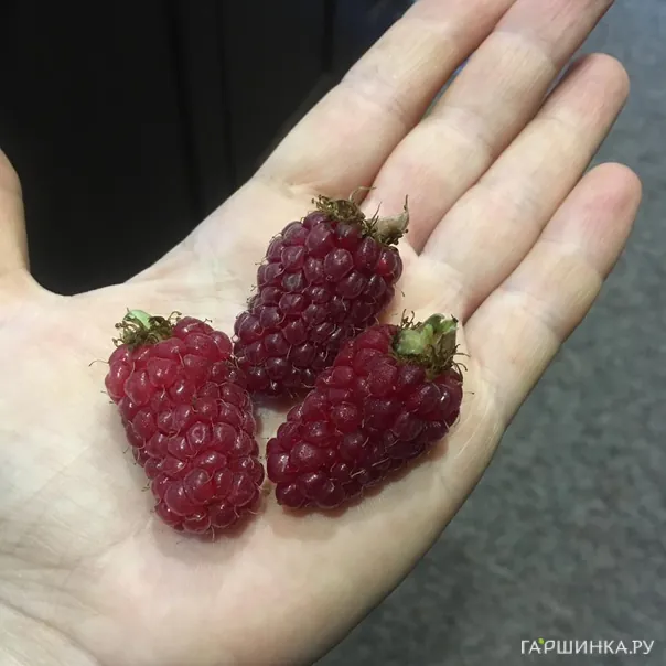 превью изображения отзыва