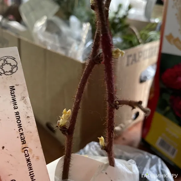 превью изображения отзыва