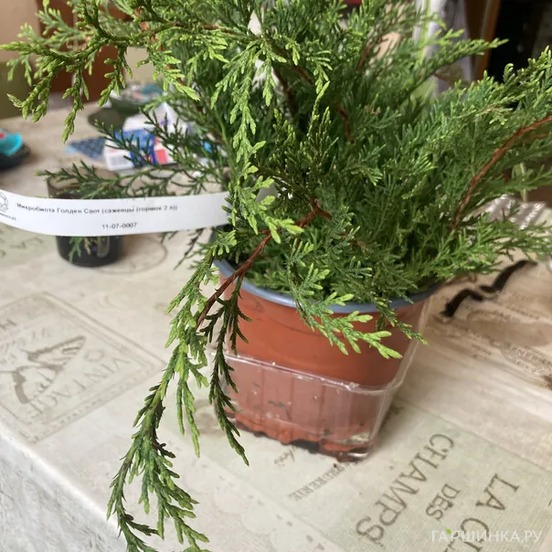 превью изображения отзыва