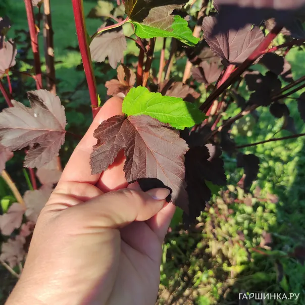 превью изображения отзыва