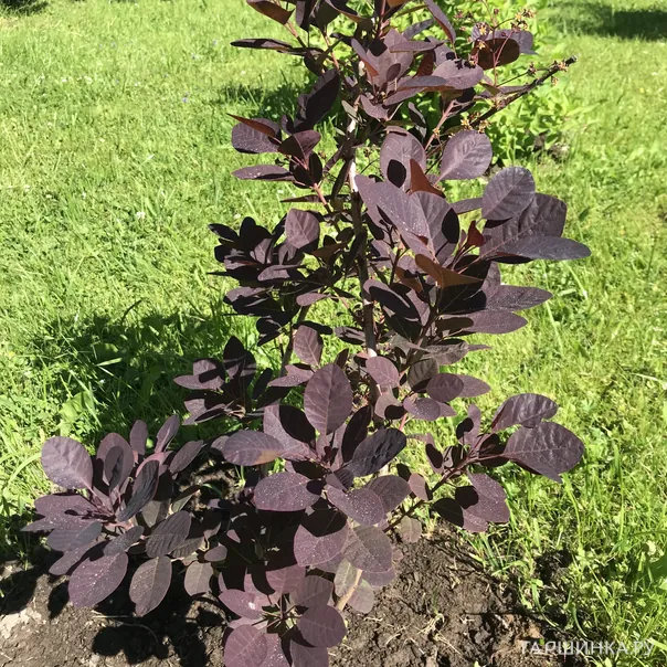 превью изображения отзыва