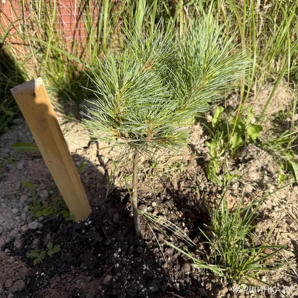 превью изображения отзыва