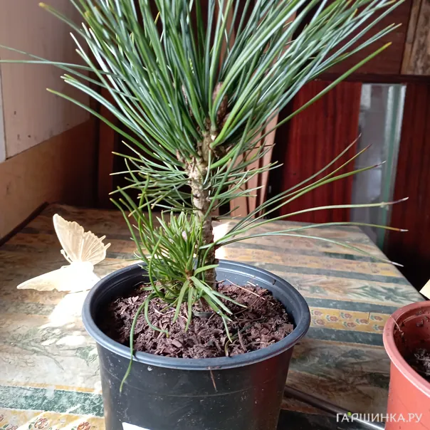 превью изображения отзыва