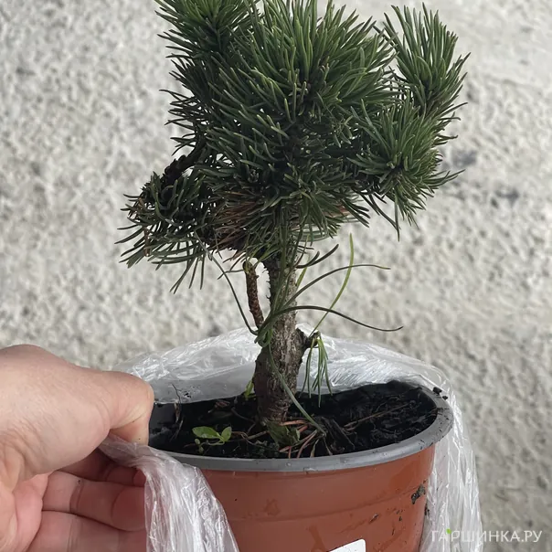 превью изображения отзыва