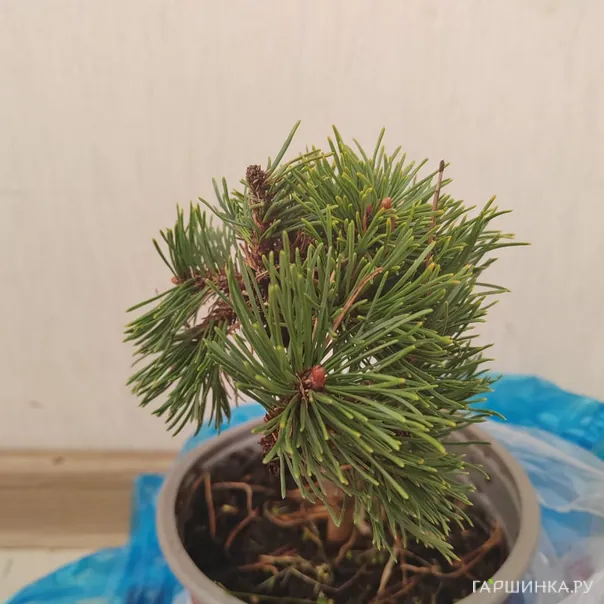 превью изображения отзыва