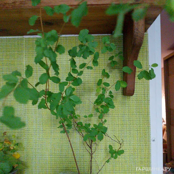 превью изображения отзыва