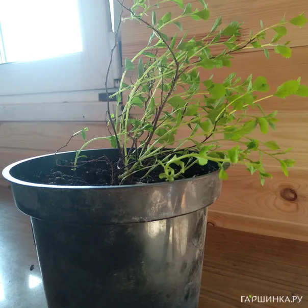 превью изображения отзыва