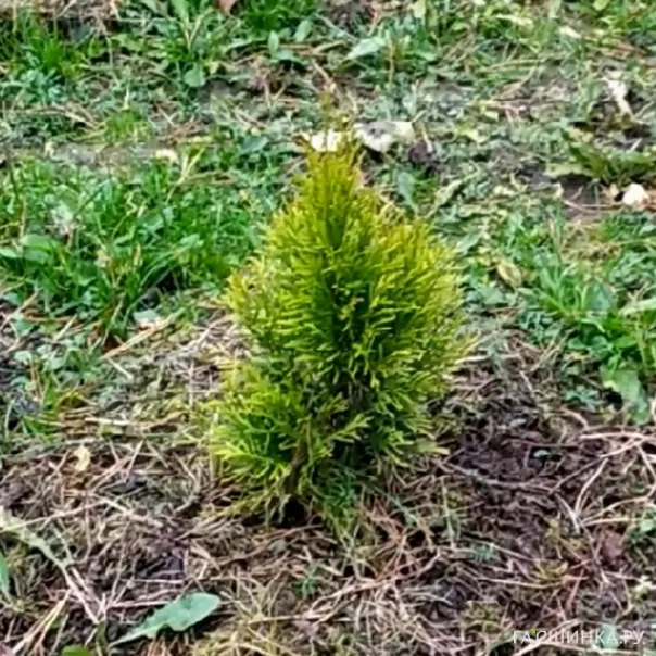 превью изображения отзыва