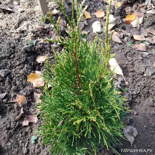 превью изображения отзыва