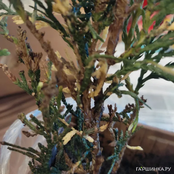 превью изображения отзыва