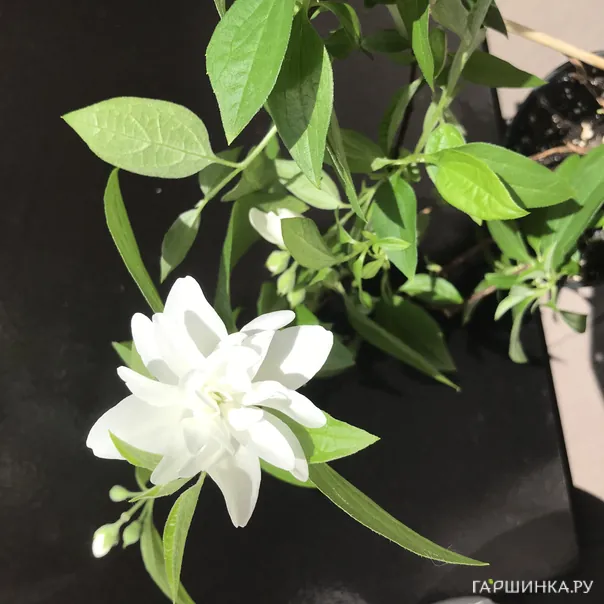 превью изображения отзыва