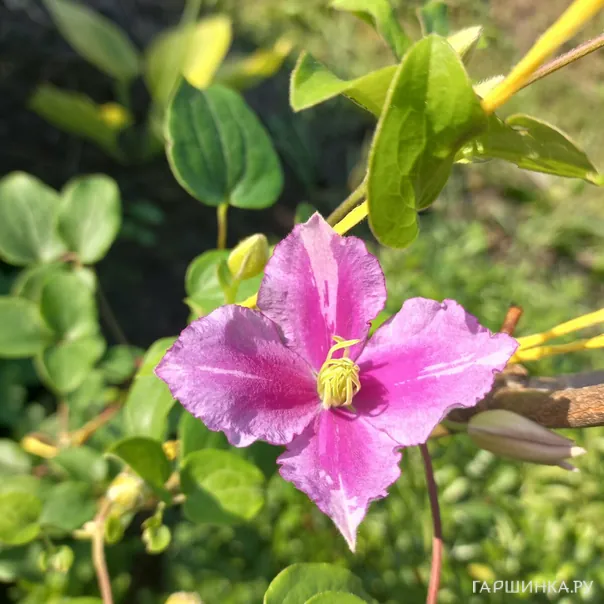 превью изображения отзыва