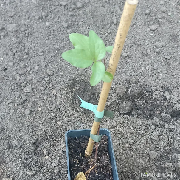 превью изображения отзыва