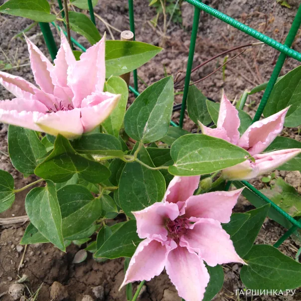 превью изображения отзыва