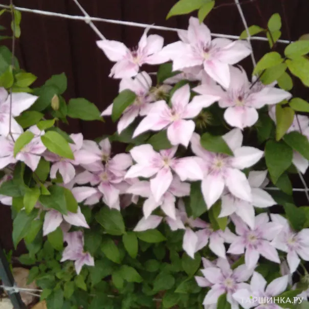 превью изображения отзыва