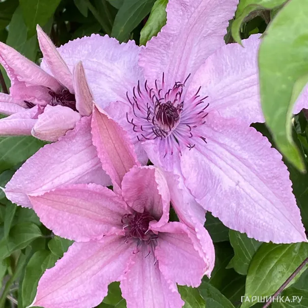 превью изображения отзыва