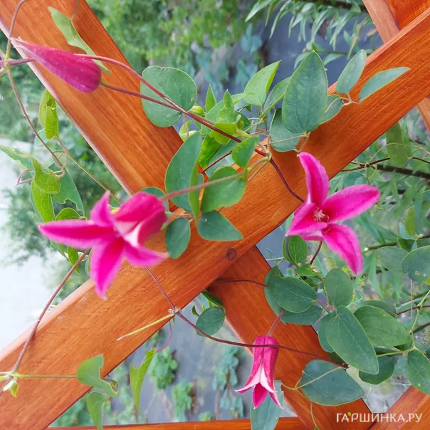 превью изображения отзыва