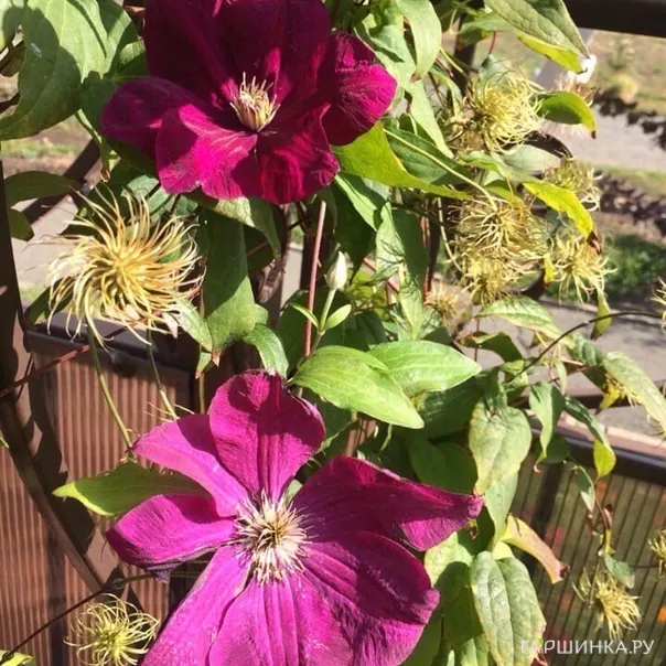 превью изображения отзыва