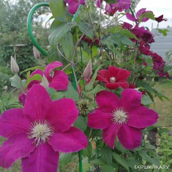 превью изображения отзыва