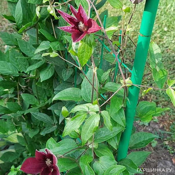 превью изображения отзыва