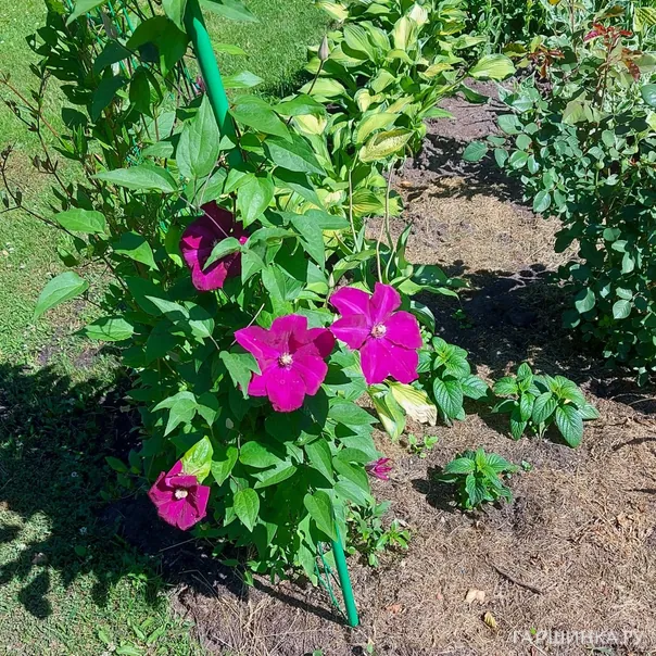 превью изображения отзыва