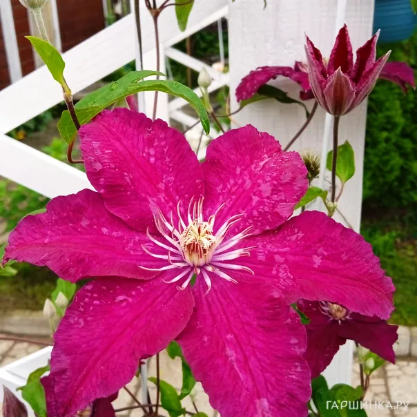 превью изображения отзыва