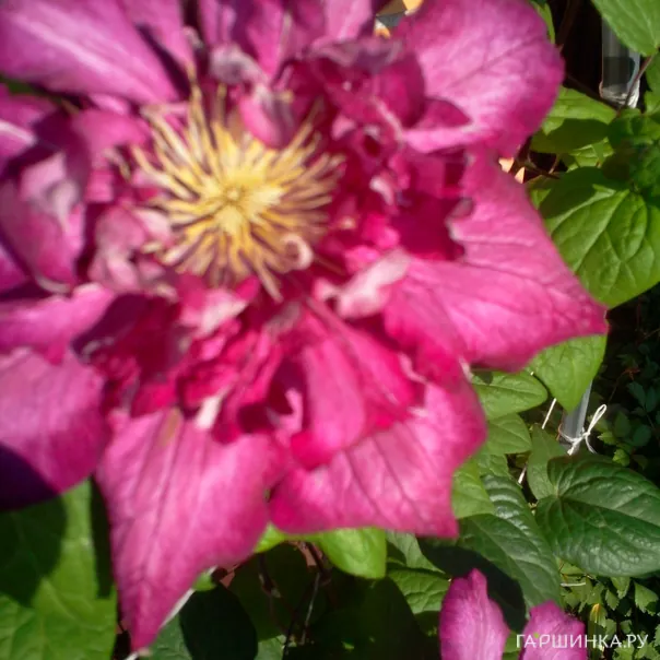 превью изображения отзыва