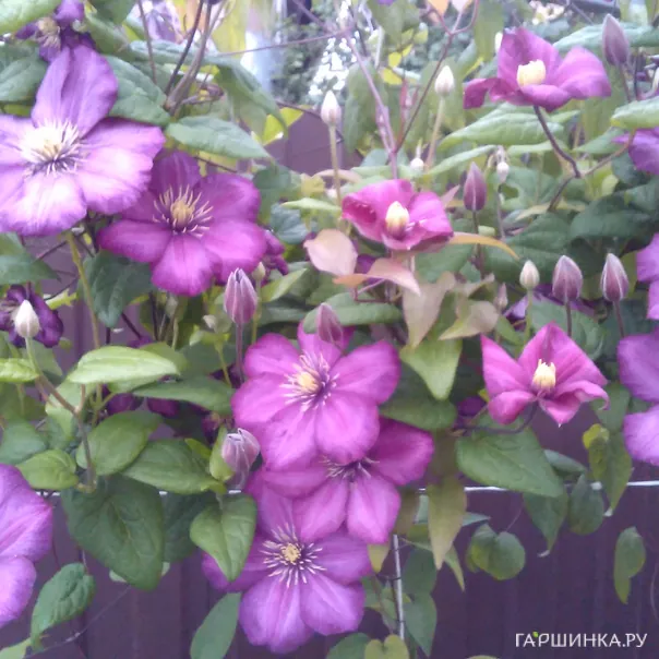 превью изображения отзыва