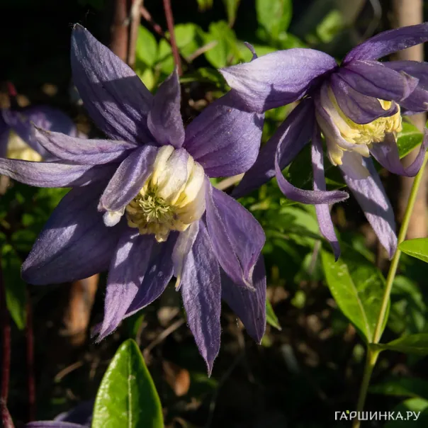 превью изображения отзыва