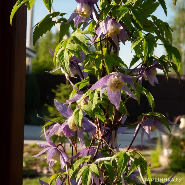 превью изображения отзыва