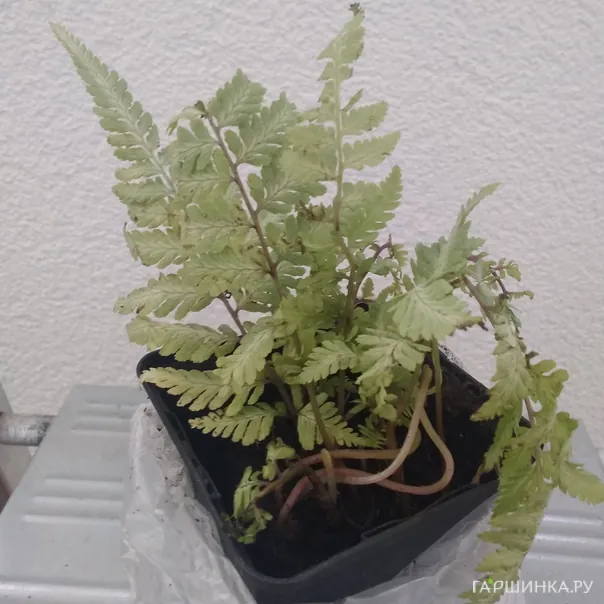 превью изображения отзыва