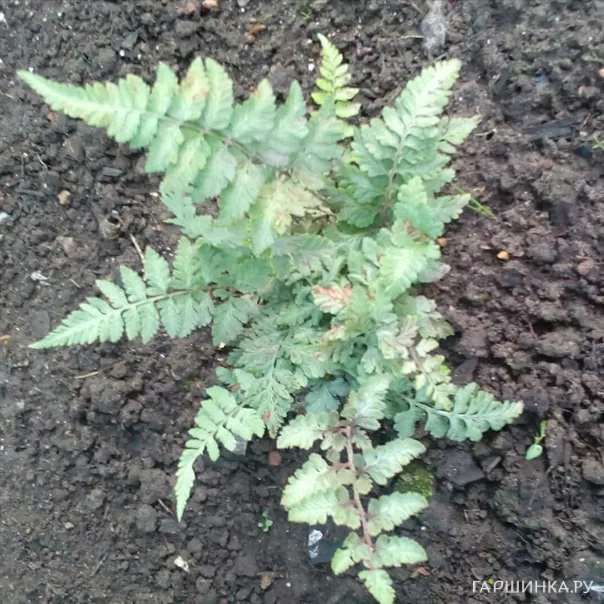 превью изображения отзыва