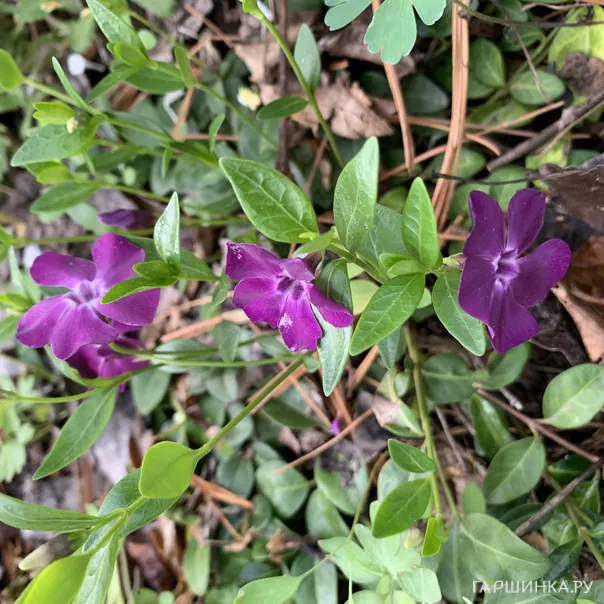 превью изображения отзыва