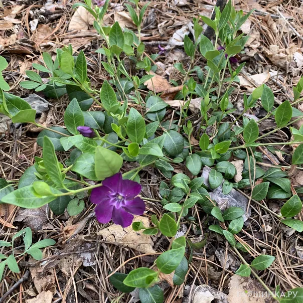 превью изображения отзыва