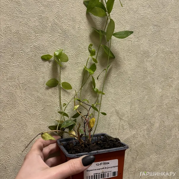 превью изображения отзыва