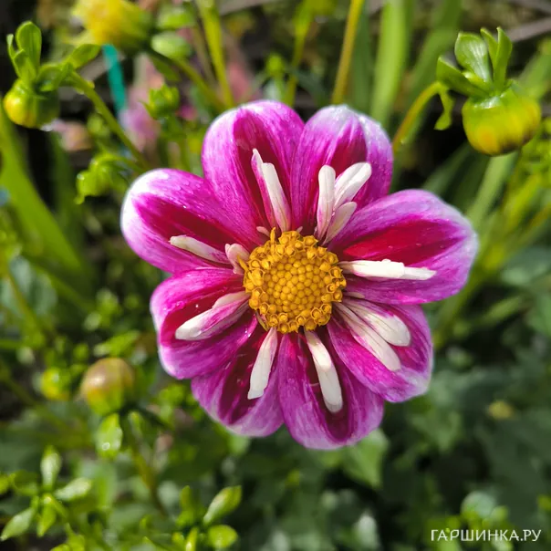 превью изображения отзыва