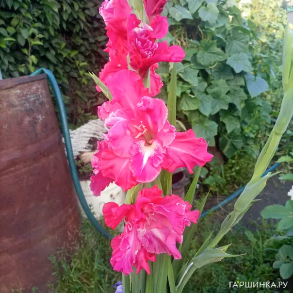 превью изображения отзыва