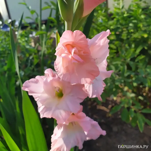 превью изображения отзыва