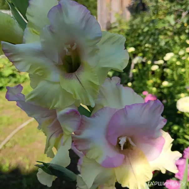 превью изображения отзыва