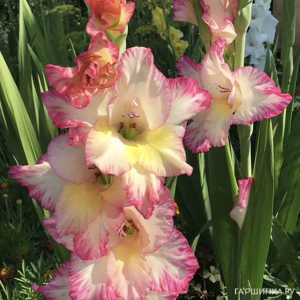 превью изображения отзыва