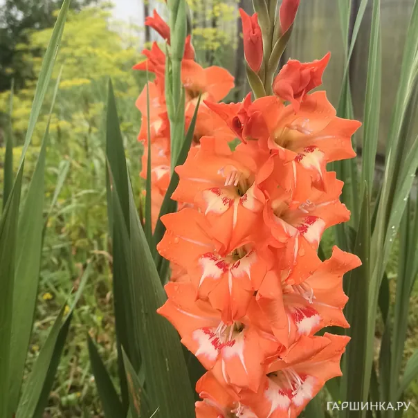 превью изображения отзыва