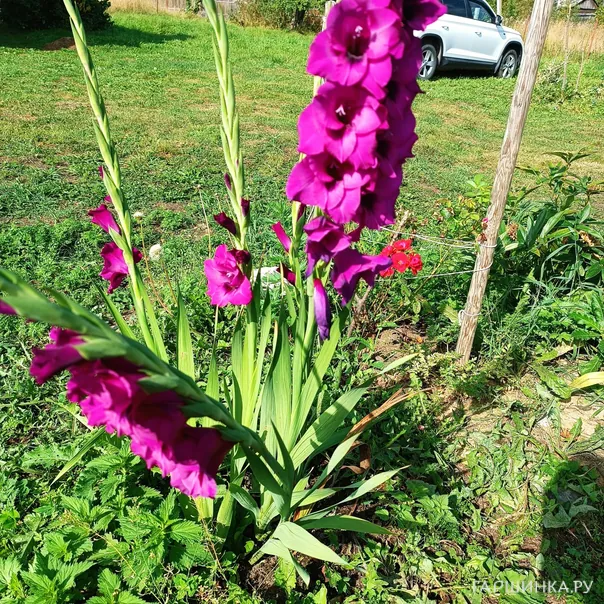 превью изображения отзыва