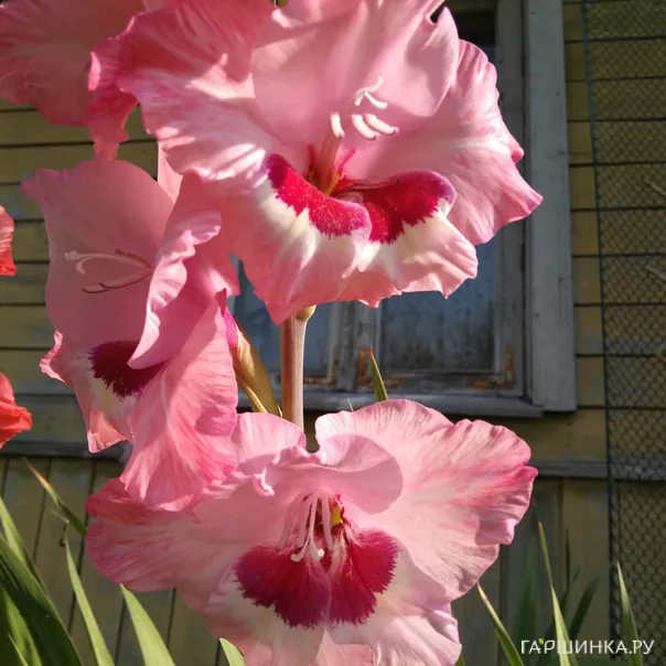 превью изображения отзыва