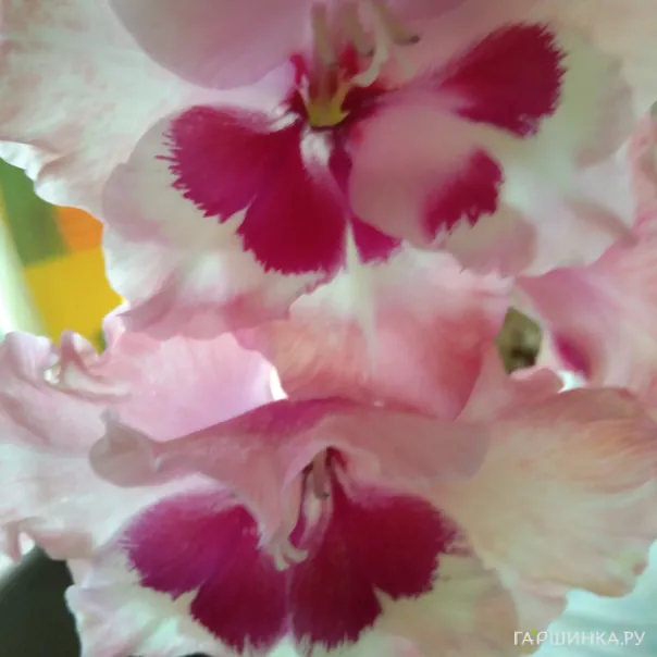 превью изображения отзыва