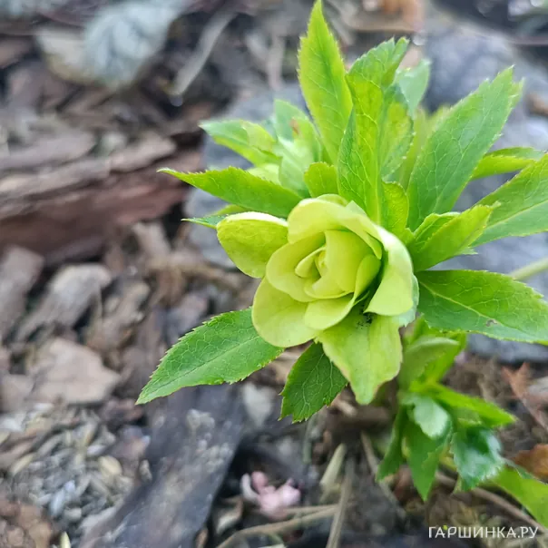превью изображения отзыва
